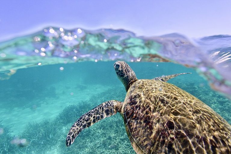 Green_Sea_Turtle,_Ningaloo_Reef - Princess Motor Yacht Sales